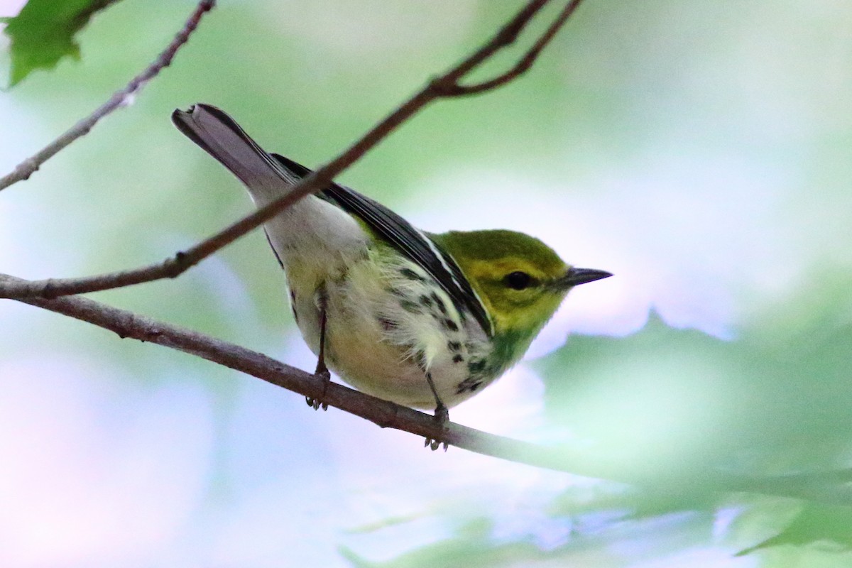 Black-throated Green Warbler - David Bird