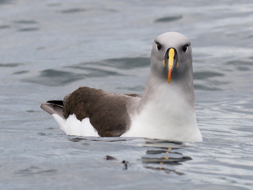 Gray-headed Albatross - Ric Else