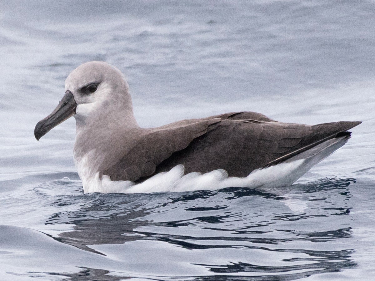 Gray-headed Albatross - John Daniels