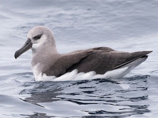 ハイガシラアホウドリ - eBird