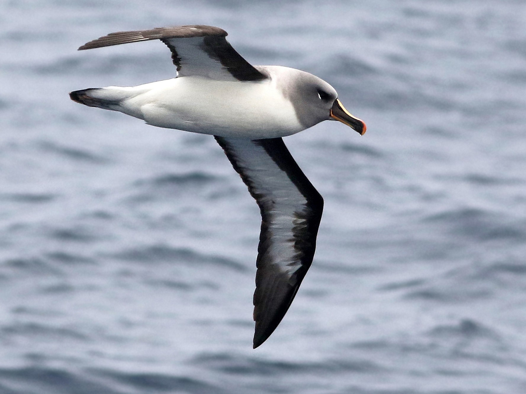 Gray-headed Albatross - Andrew Spencer