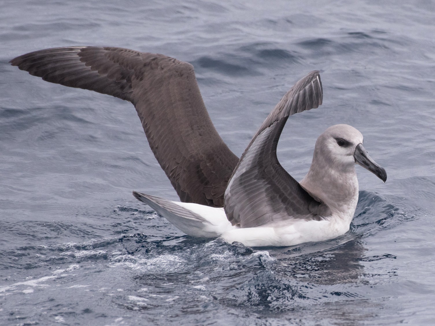 Gray-headed Albatross - John Daniels