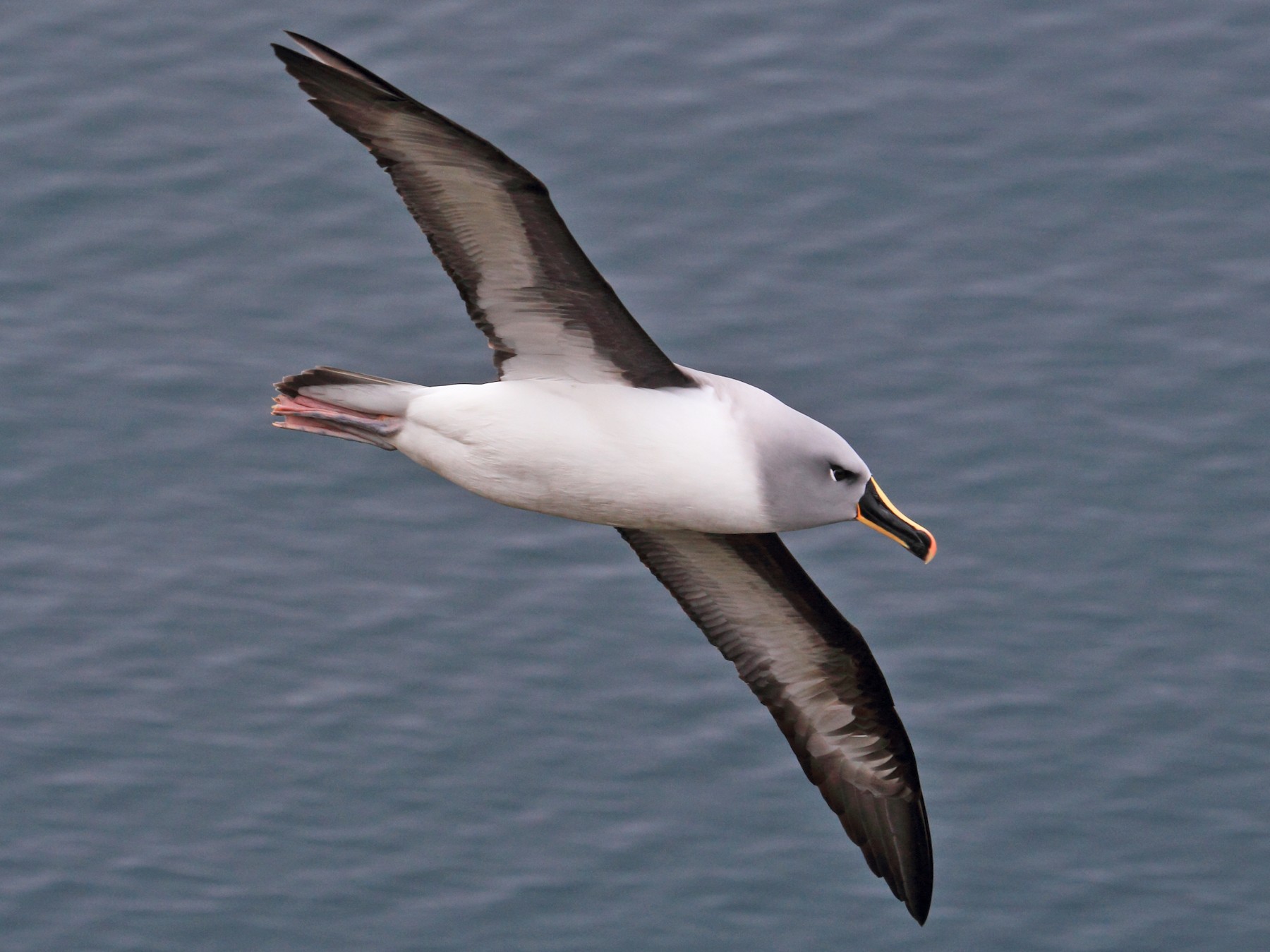 Gray-headed Albatross - Fabio Olmos