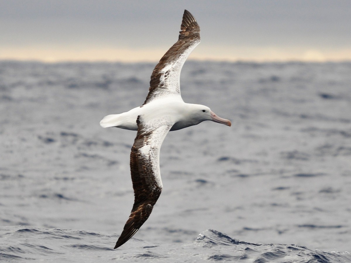 Northern/Southern Royal Albatross - eBird
