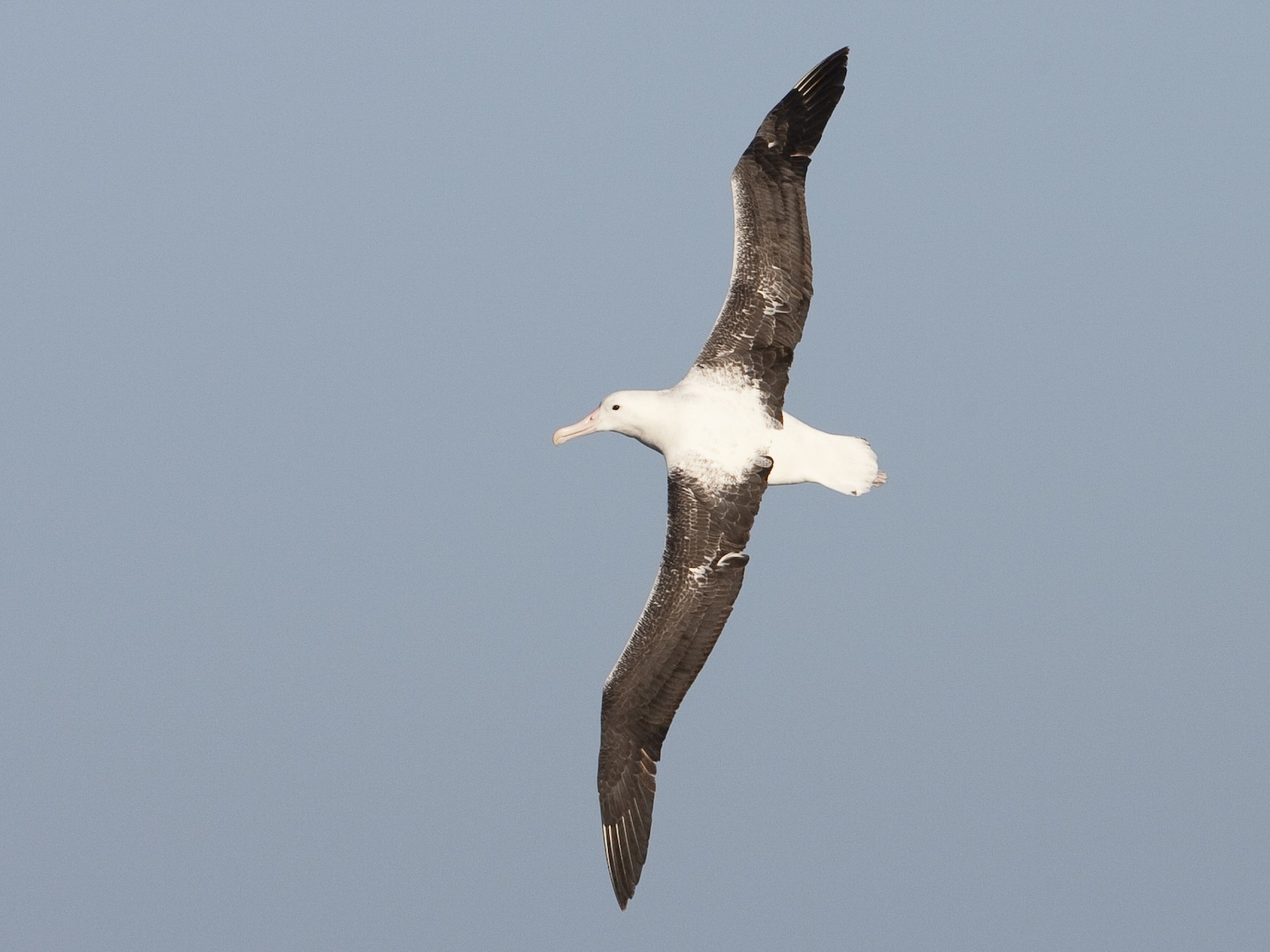 Northern/Southern Royal Albatross - Brian Sullivan