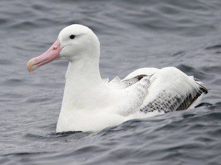  - Royal Albatross (Southern)