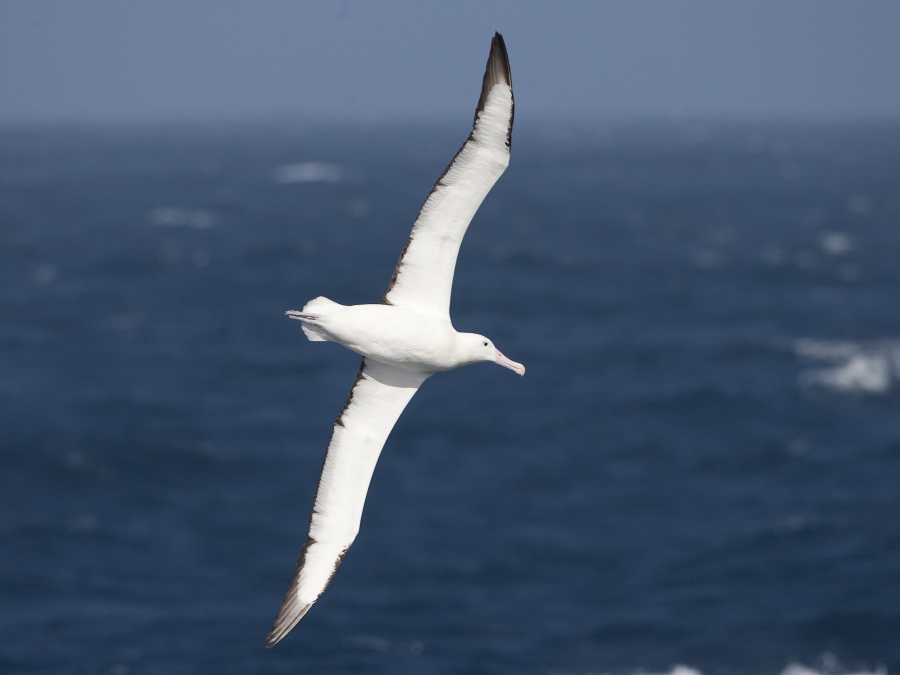 Northern/Southern Royal Albatross - Brian Sullivan