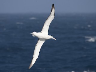  - Royal Albatross (Southern)