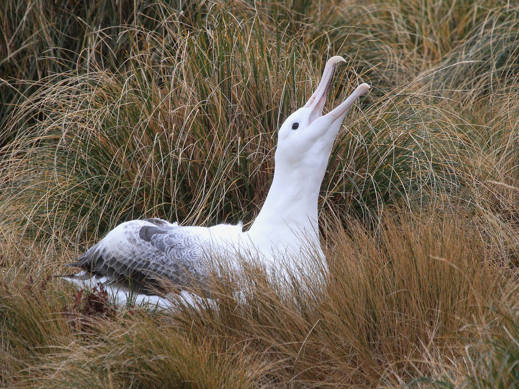 Royal Albatross - Stephen Gast