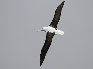  - Royal Albatross (Northern)
