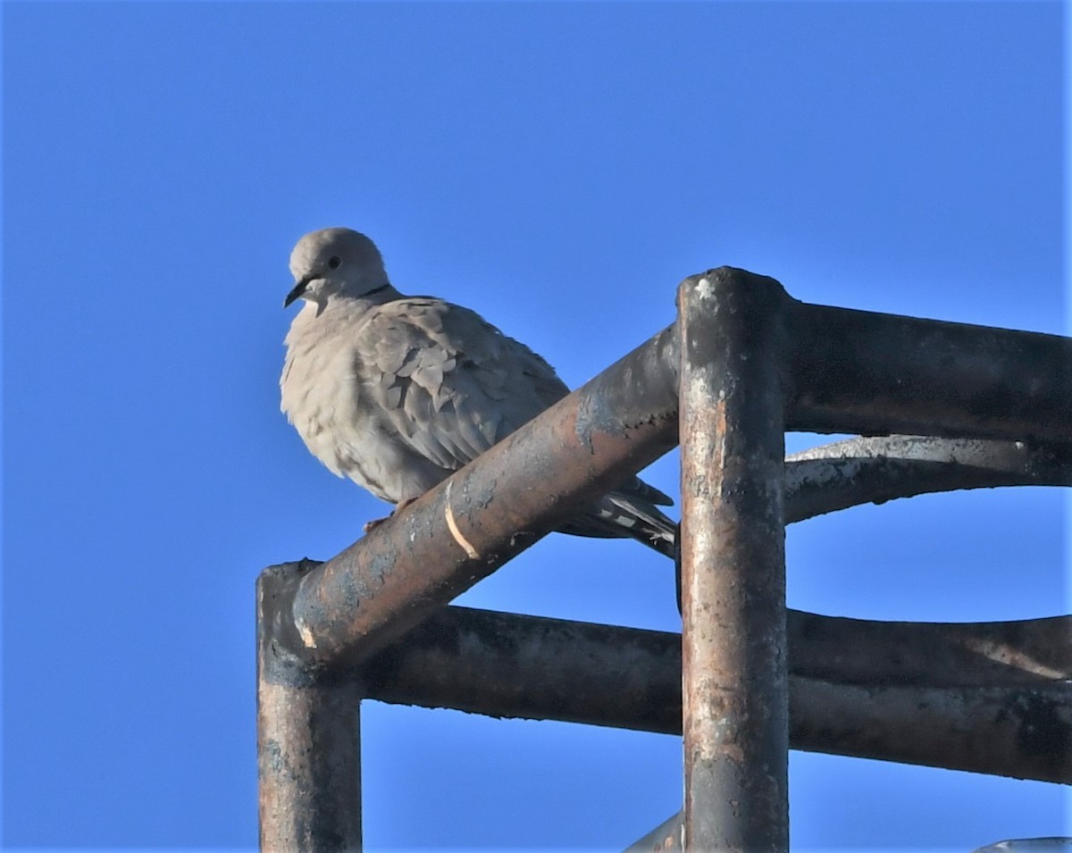 Eurasian Collared-Dove - Neil Wingert