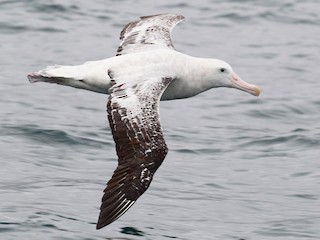  - Wandering Albatross
