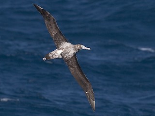  - Wandering Albatross (Snowy)