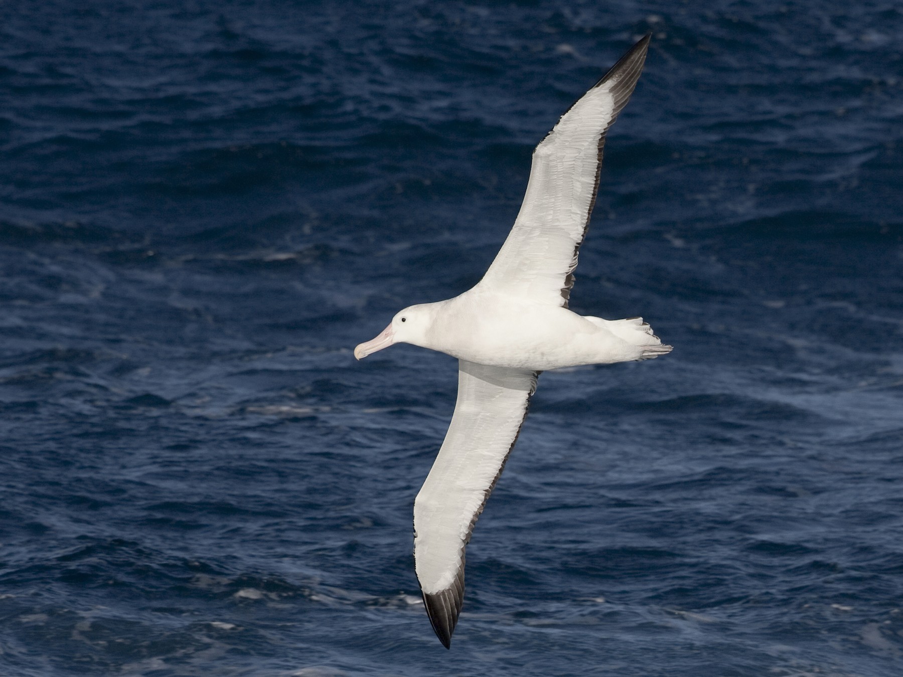 Snowy/Tristan/Antipodean Albatross - Brian Sullivan
