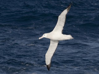  - Wandering Albatross (Snowy)