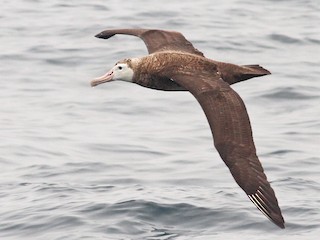  - Wandering Albatross