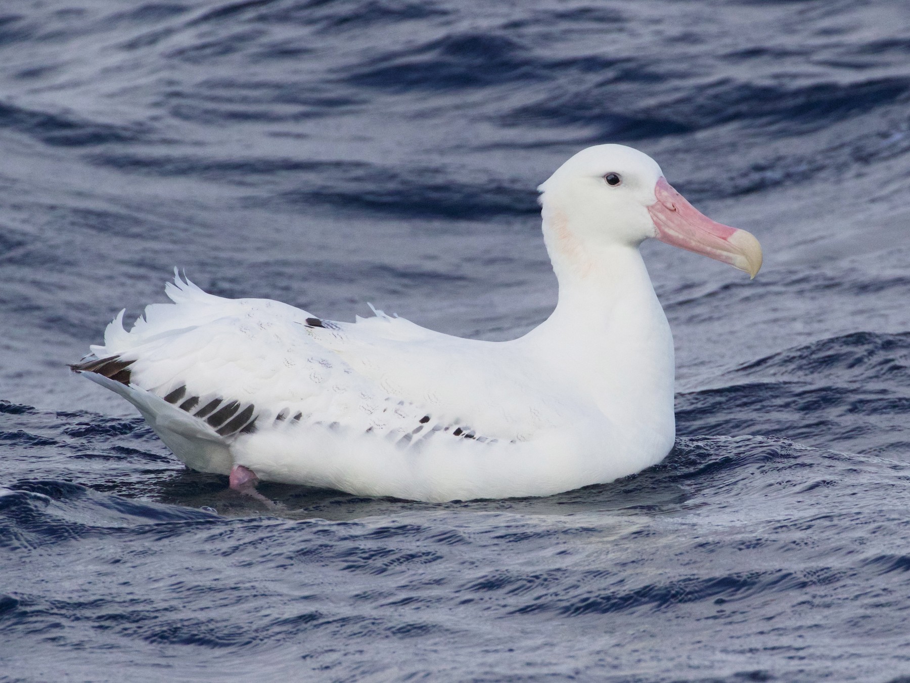 Snowy/Tristan/Antipodean Albatross - Scott Baker