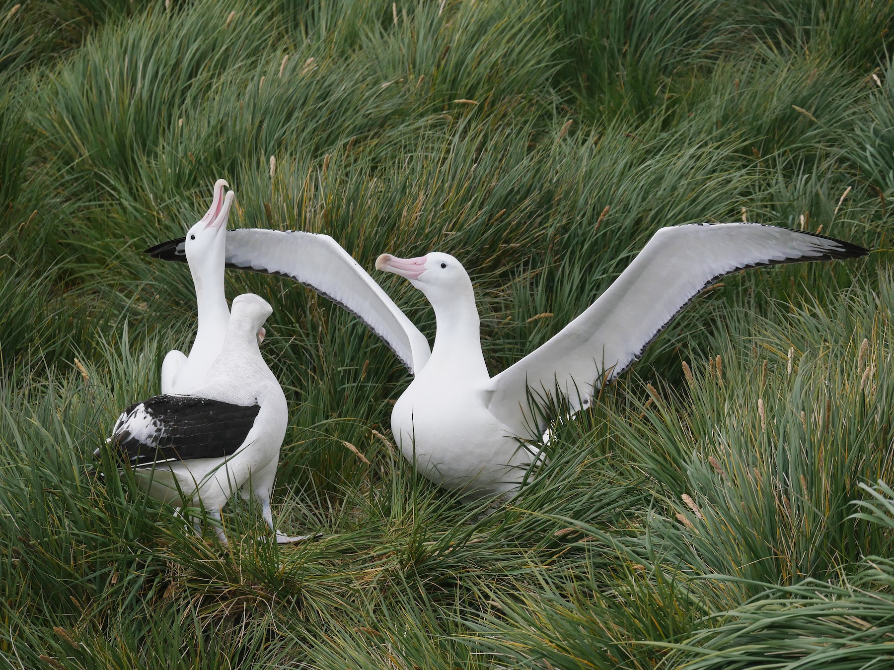 Snowy/Tristan/Antipodean Albatross - Peter Lowe