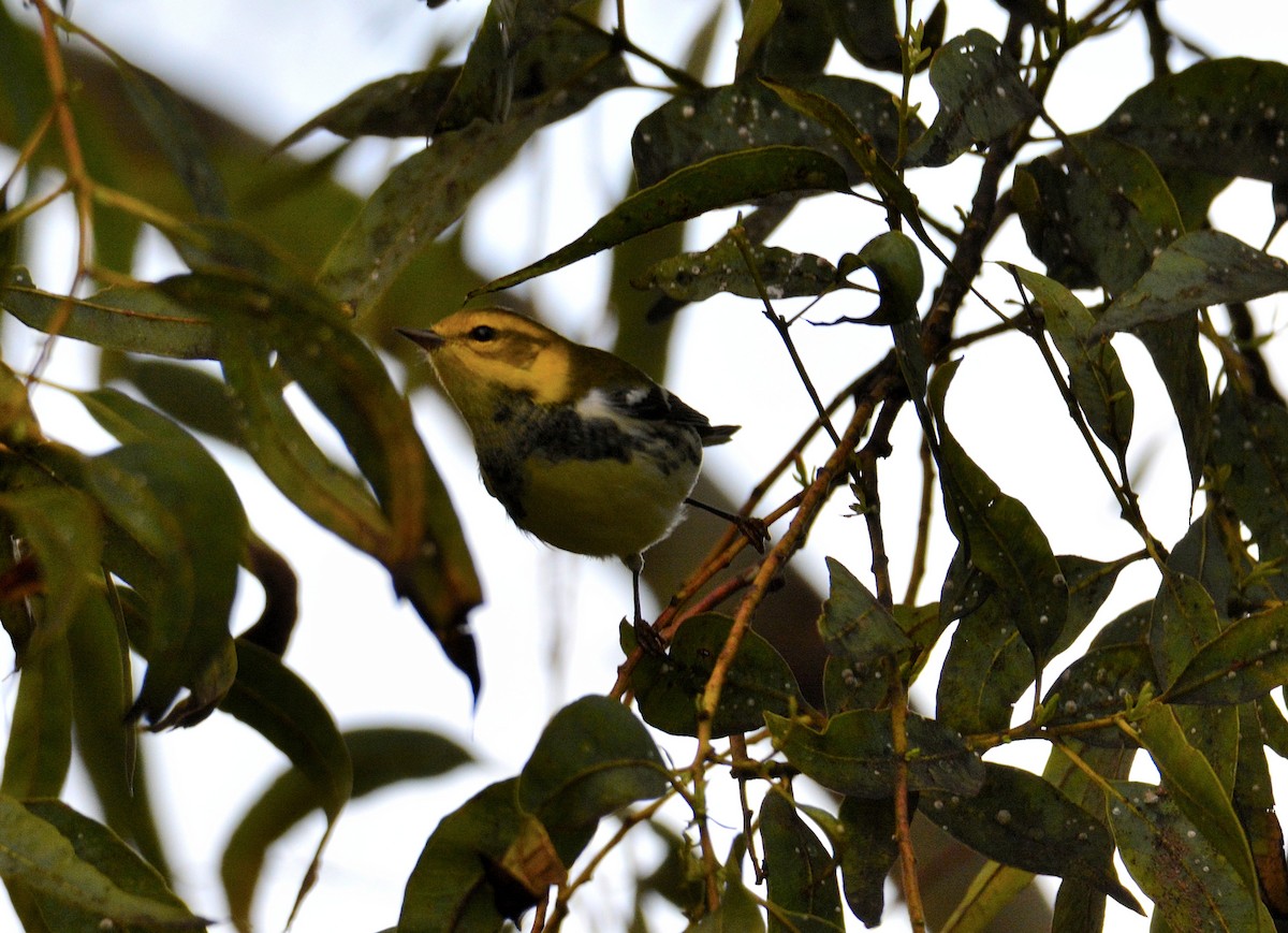 Black-throated Green Warbler - Carlos Quezada