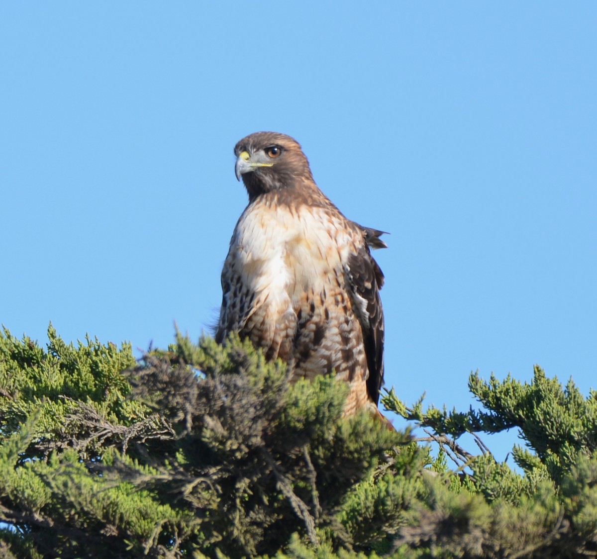 Red-tailed Hawk - Cooper Scollan