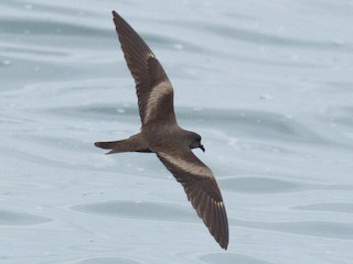  - Markham's Storm-Petrel