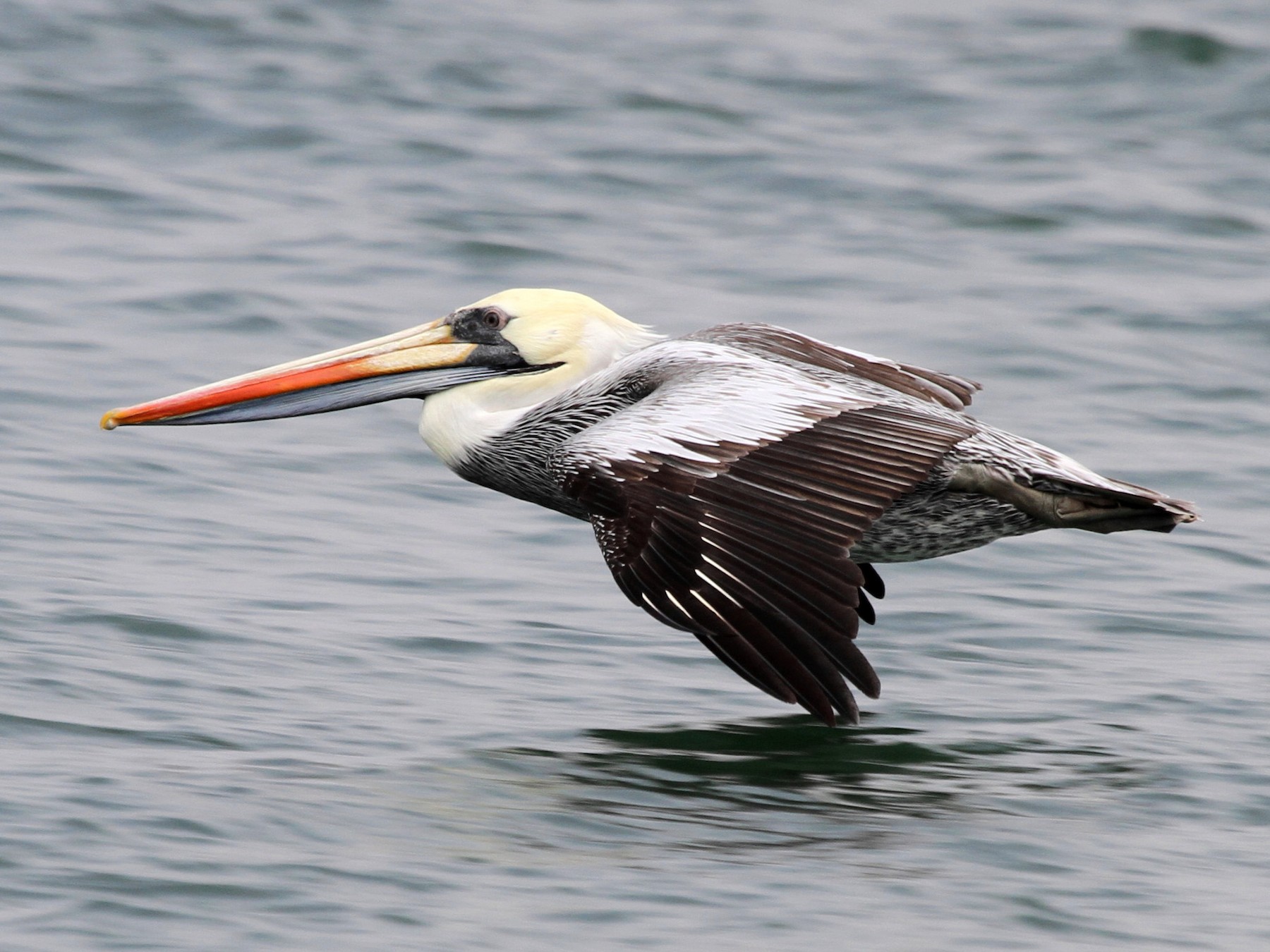 Peruvian Pelican - Stephen Gast