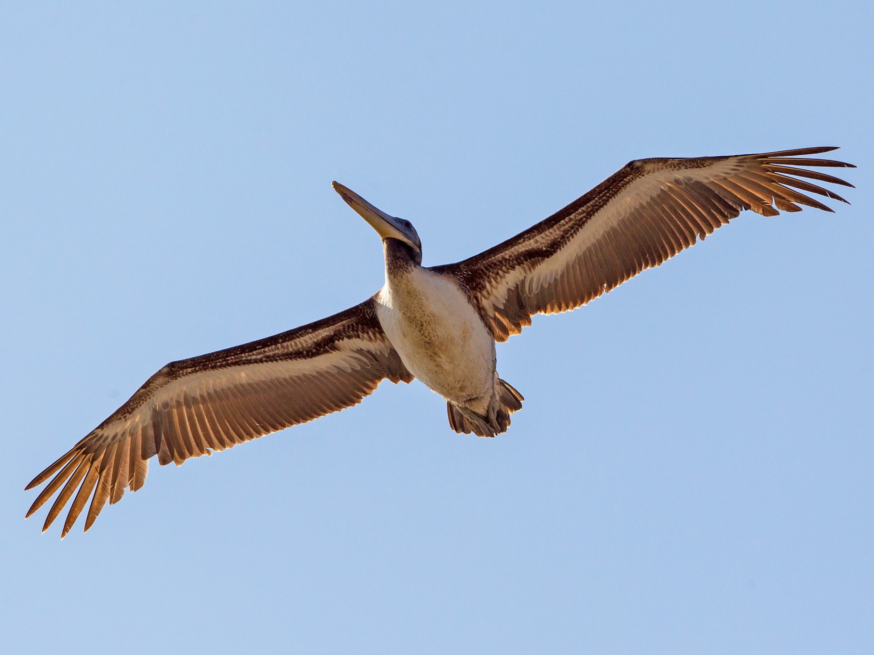 Peruvian Pelican - Kevin Berkoff