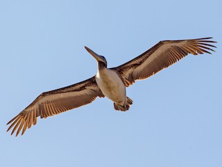  - Peruvian Pelican