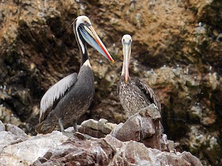  - Peruvian Pelican