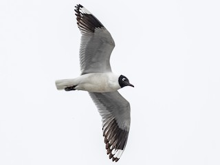 นกเต็มวัยในฤดูผสมพันธุ์ - Blake Matheson - ML116230271