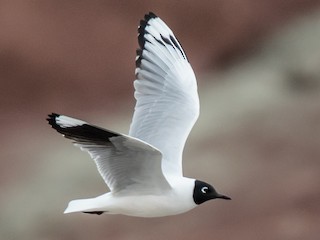 นกเต็มวัยในฤดูผสมพันธุ์ - Blake Matheson - ML116230351