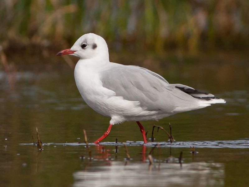 Brown-hooded Gull - Ariel Cabrera Foix