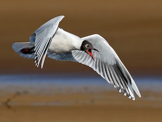  - Brown-hooded Gull