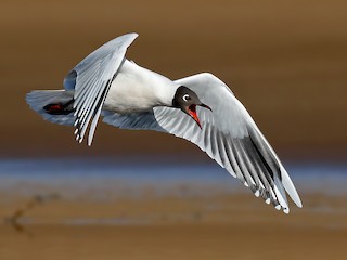 นกเต็มวัยในฤดูผสมพันธุ์ - Esteban Argerich - ML116230851