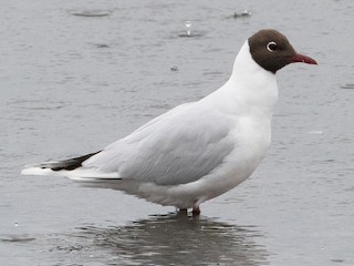  - Brown-hooded Gull