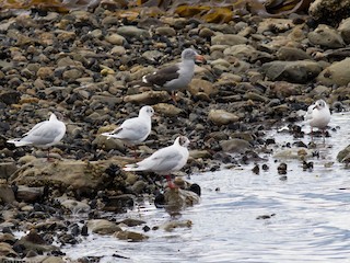  - Brown-hooded Gull
