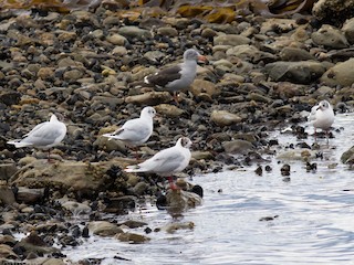 Adult (with Dolphin Gull) - Tom Johnson - ML116230871
