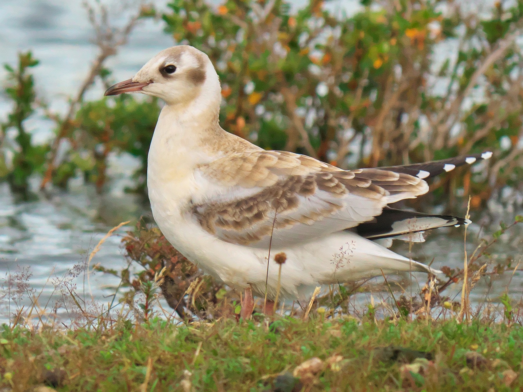 Brown-hooded Gull - Paul Tavares