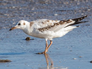  - Brown-hooded Gull