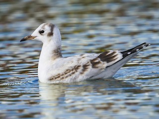  - Brown-hooded Gull