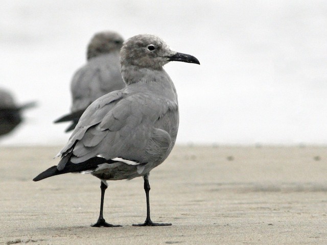 Nonbreeding adult - Gray Gull - 