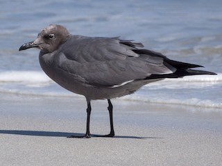  - Gray Gull