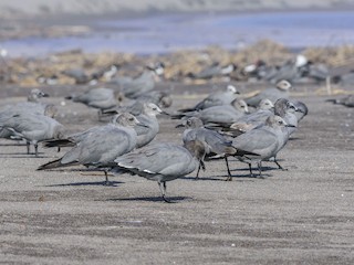  - Gray Gull