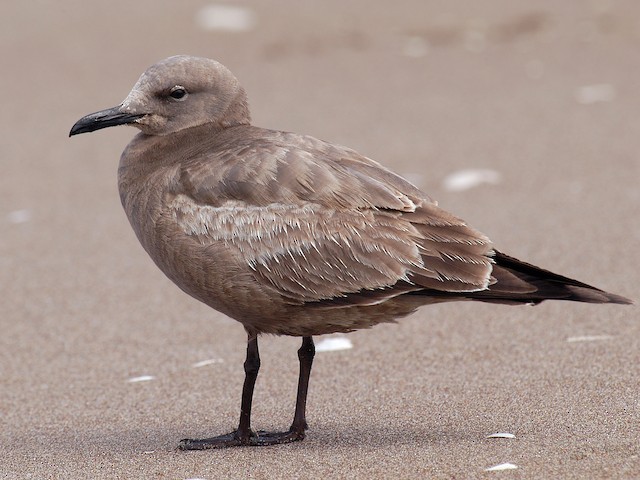 Juvenile - Gray Gull - 