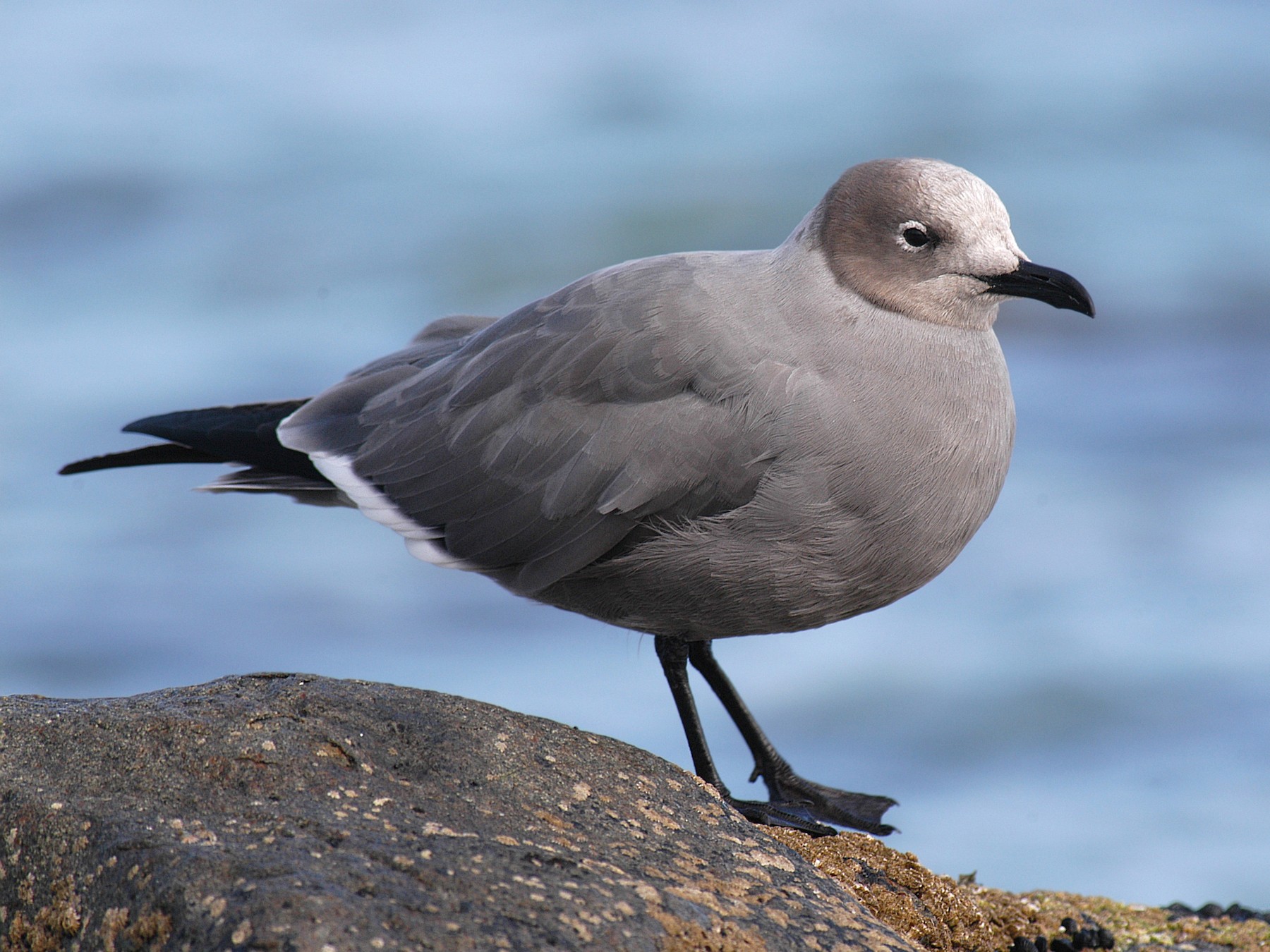 Gray Gull - Etienne Artigau🦩