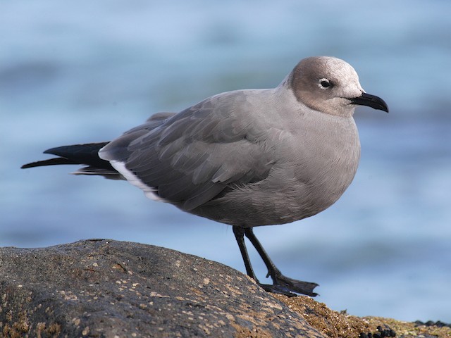 Nonbreeding adult - Gray Gull - 