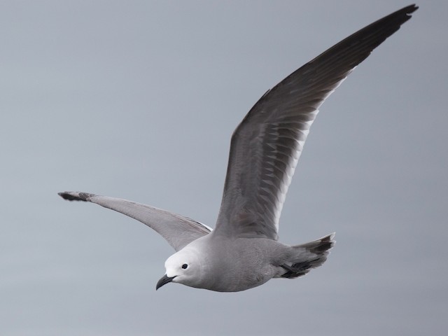 Breeding adult - Gray Gull - 
