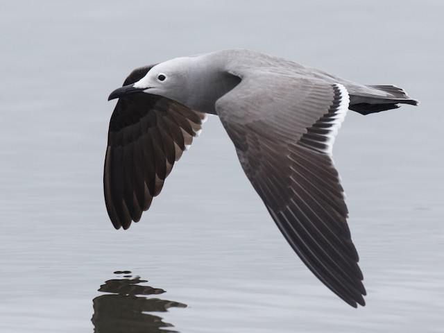 Breeding adult - Gray Gull - 