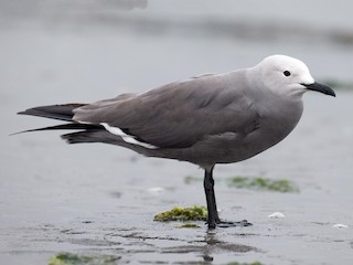  - Gray Gull