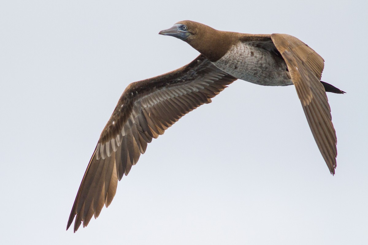 Brown Booby - Bruce Rideout
